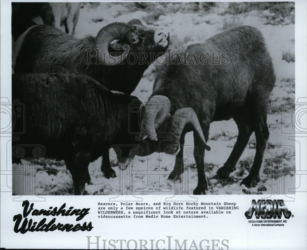 1987 Big Horn Rocky Mountain Sheep in Vanishing Wilderness - Historic Images