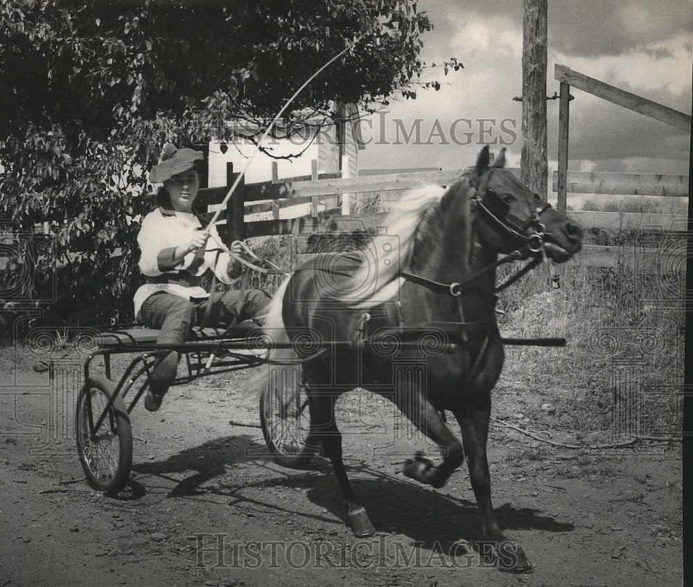 1964 Press Photo Harness racing in action - sps05882-Historic Images