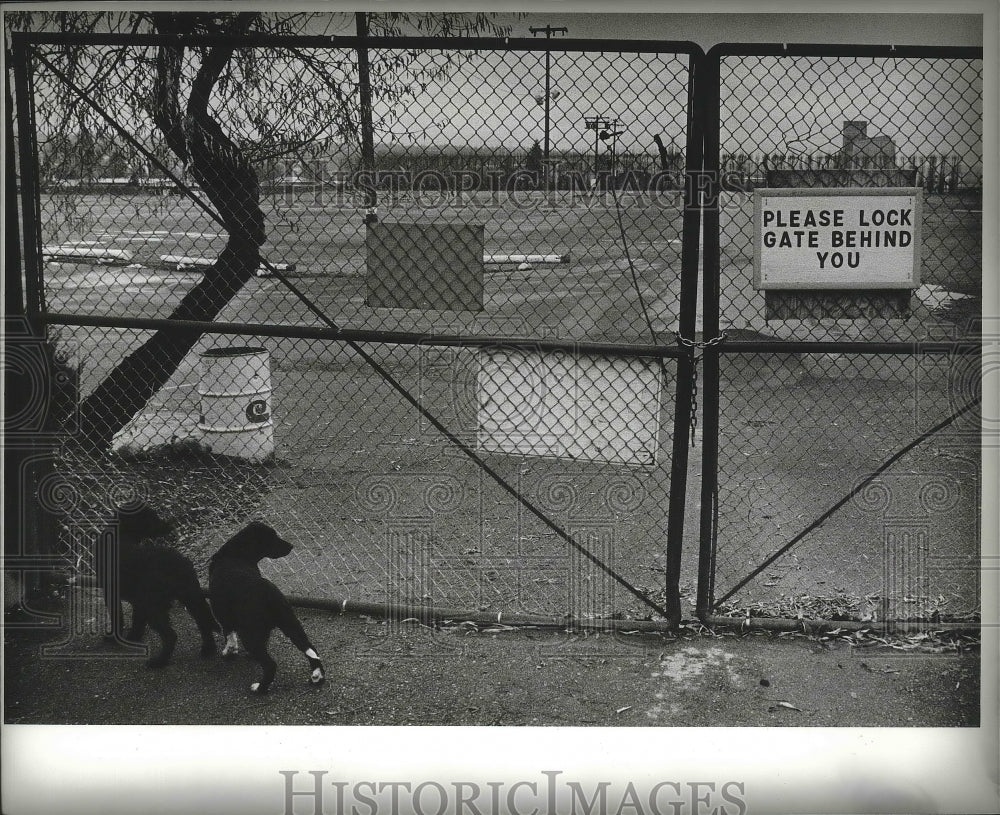 1988 Press Photo No horse racing at the moment at empty Playfair race tracks- Historic Images