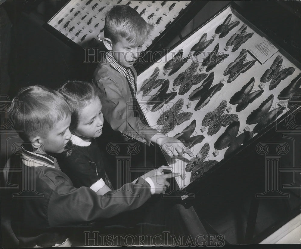 1959 Press Photo Young kids enjoy butterfly collection on display at Sports Show-Historic Images