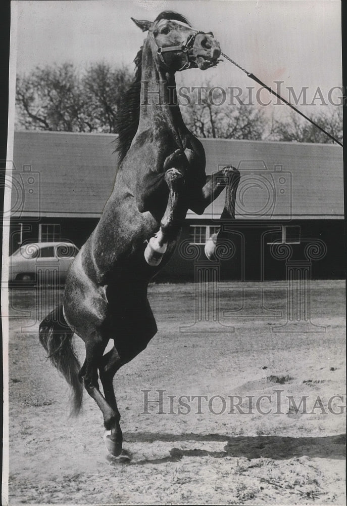 1952 Press Photo Horse racing horse rears up during training - Historic Images