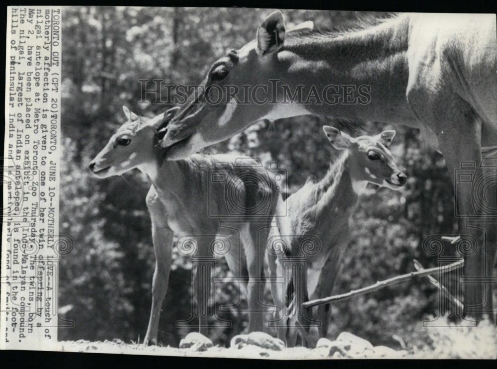 Press Photo A touch of motherly affection, at Metro Toronto Zoo. - Historic Images