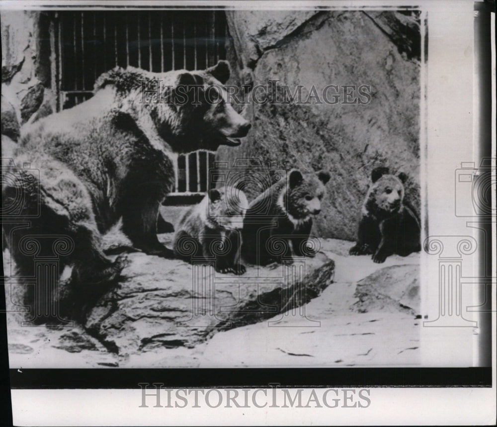 1965 Press Photo Mama bear Anna, with her three cubs, at the National Zoo - Historic Images