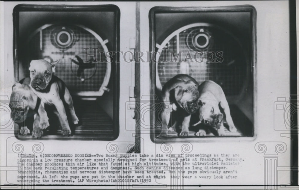 1950 Press Photo Two Boxer puppies, take a dim view or proceedings. - Historic Images