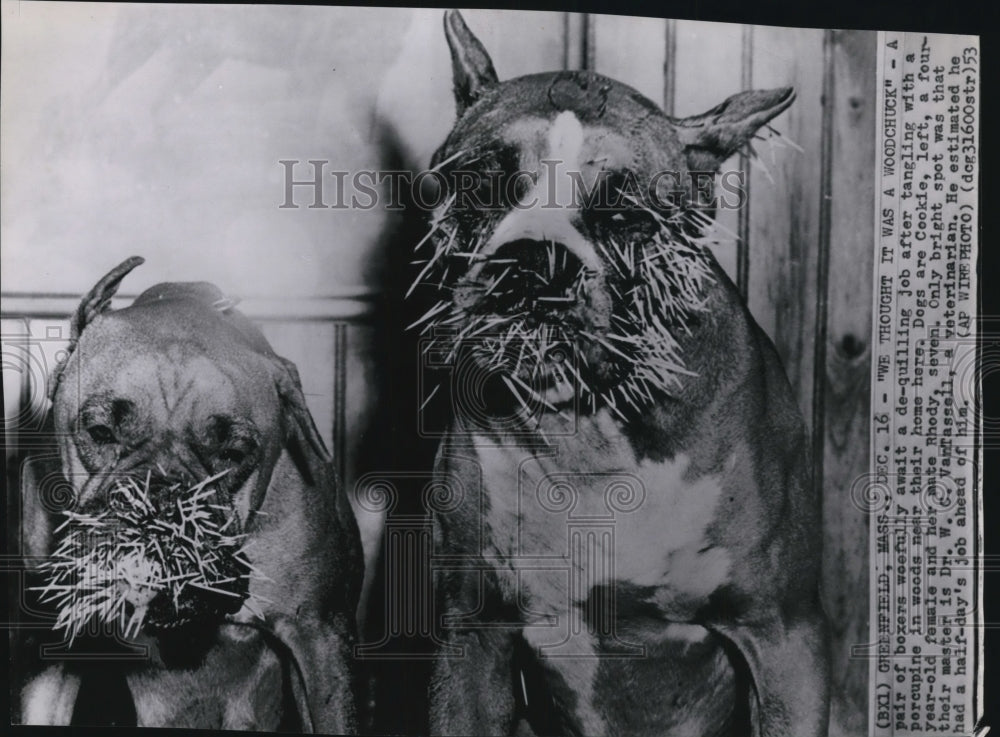 1953 Press Photo A pair of Boxers, after a tangle with a porcupine - Historic Images