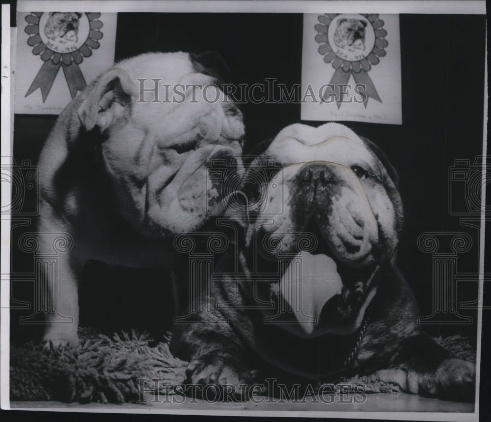 1956 Press Photo Ribbon winning Bulldogs. - Historic Images