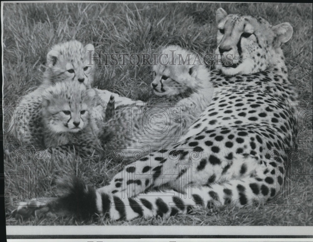 Press Photo 3 Cheetahs. - Historic Images