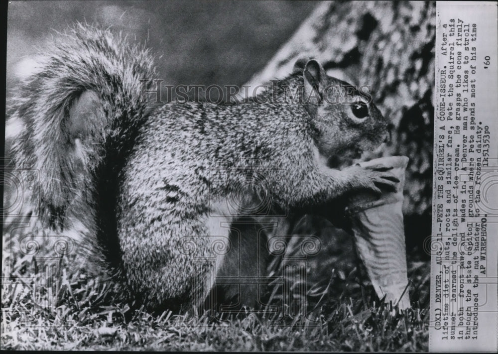 1960 Press Photo Pete the Squirrel, learned the delights of ice cream. - Historic Images