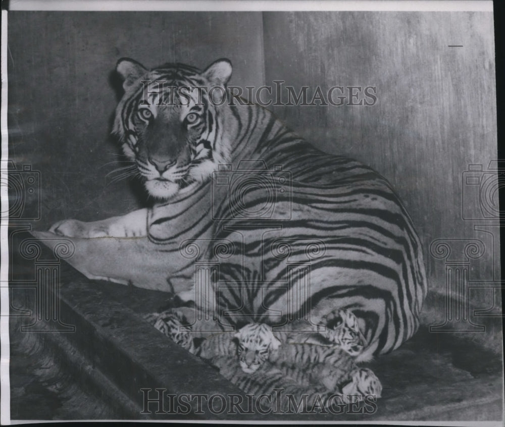 1957 Press Photo Tiger - Historic Images