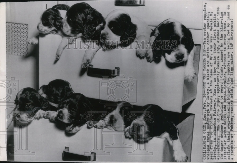 1951 Press Photo Ten cocker spaniel puppies, whelped three weeks ago by Candy. - Historic Images