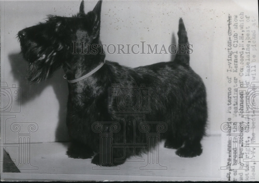 1941 Press Photo Heather Patience, best of breed Scottish Terrier-Westminster - Historic Images