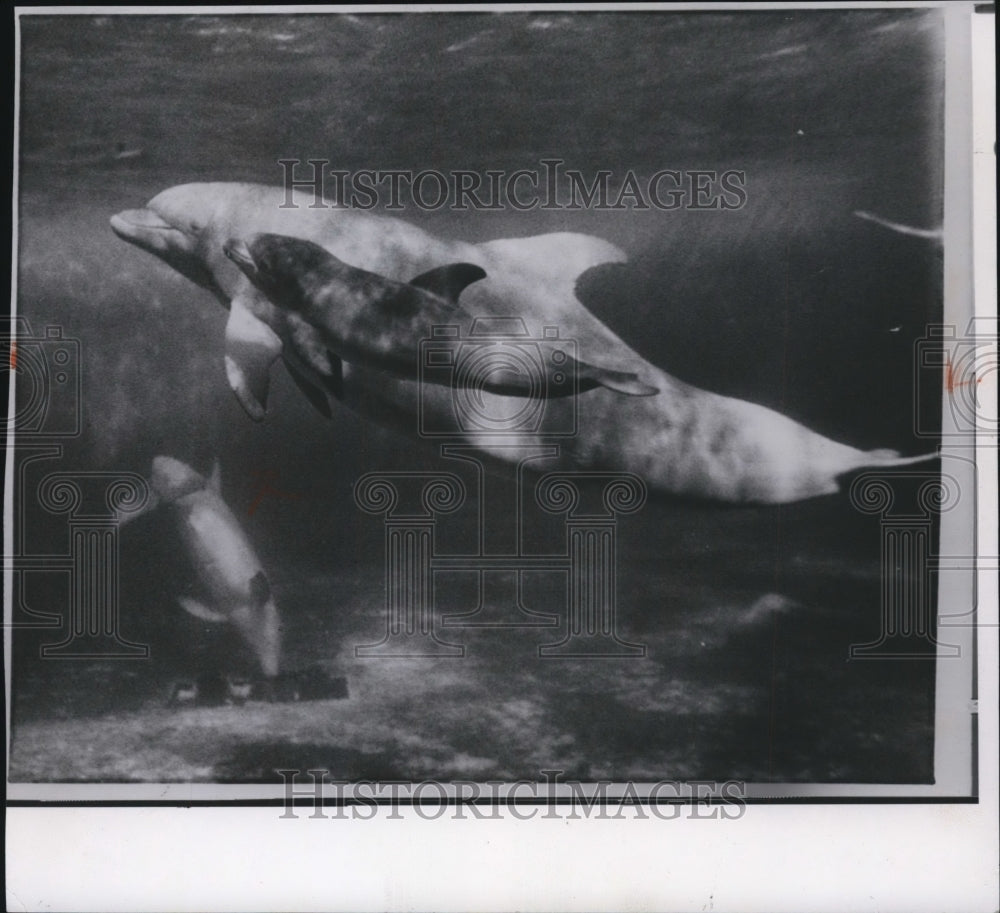 1985 Press Photo Dolphins and calf - spw11763 - Historic Images