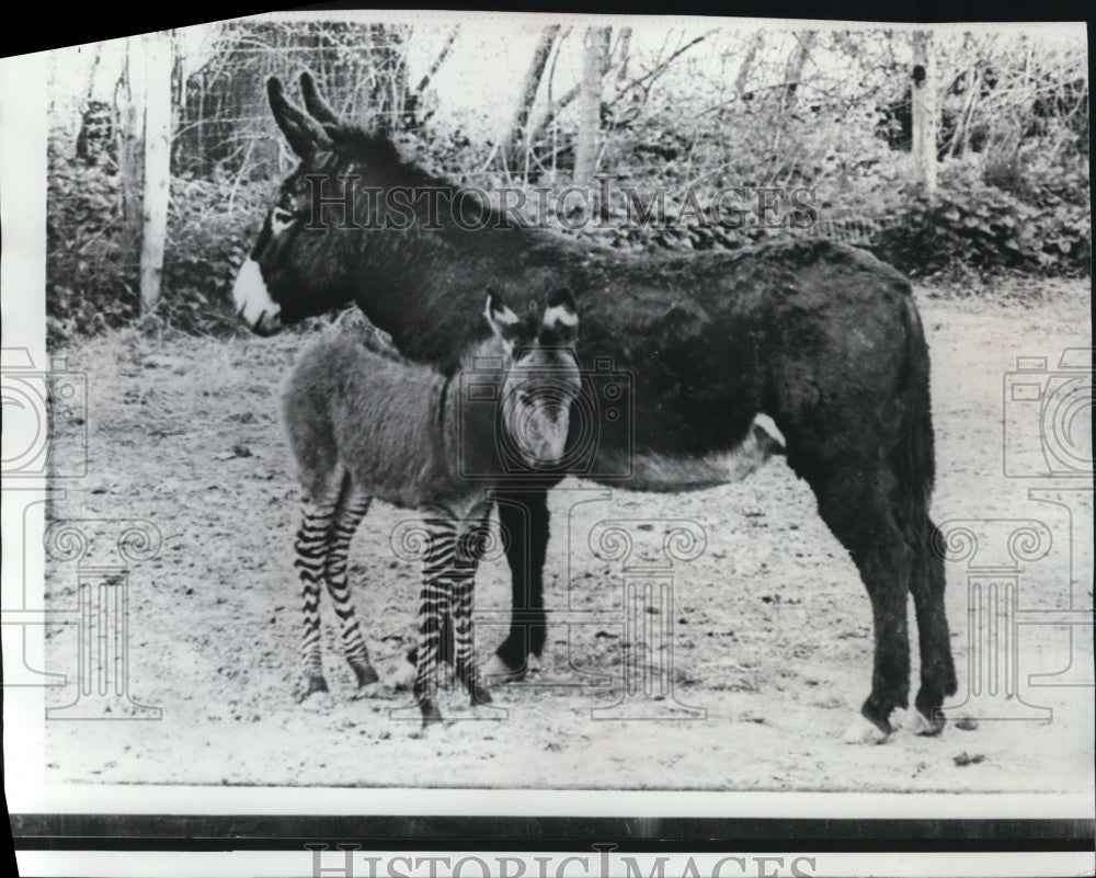 1971 Press Photo Zedonk- The newest baby at the zoo in Colchester, England. - Historic Images