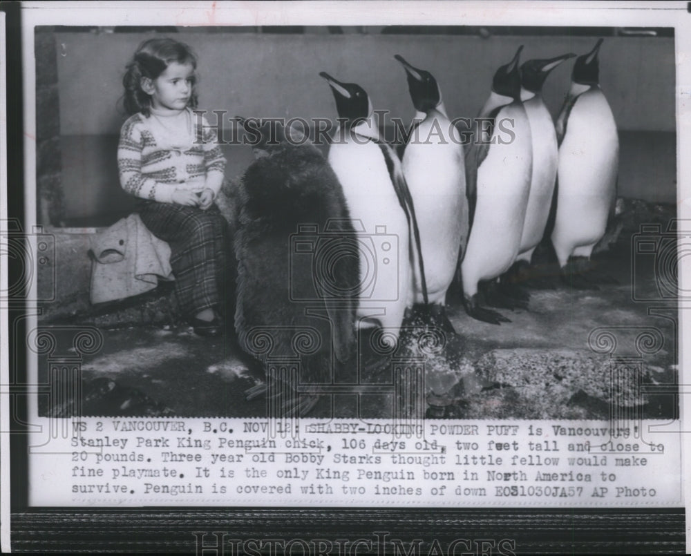 1957 Press Photo Bobby Starks looks at Vancouvers&#39; Stanley Park King Penguin-Historic Images