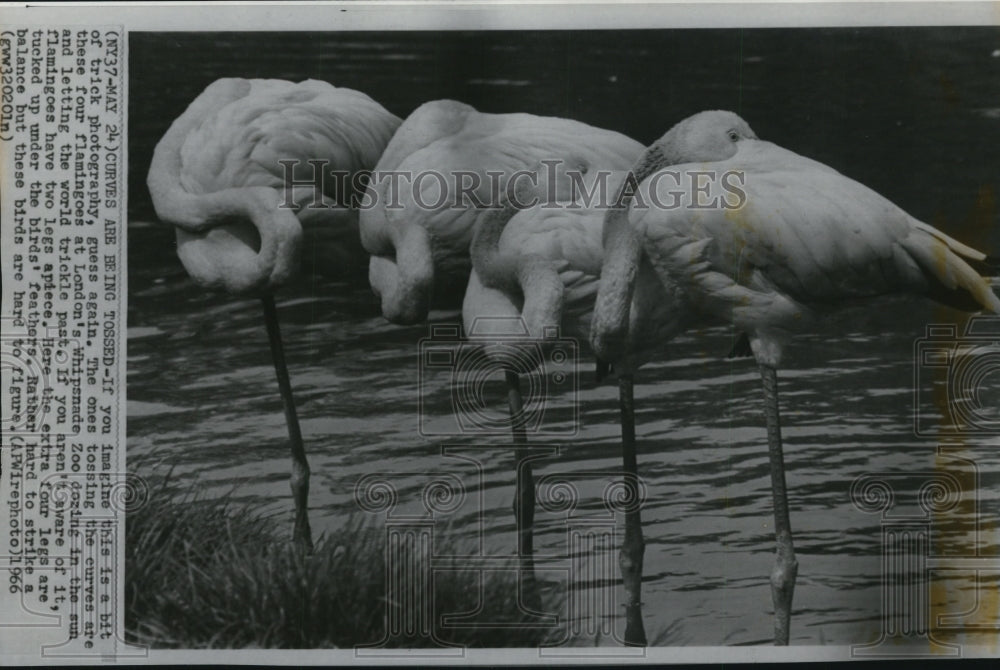 1966 Press Photo Four Flamingos tossing the curves at London&#39;s Whipsnade Zoo - Historic Images