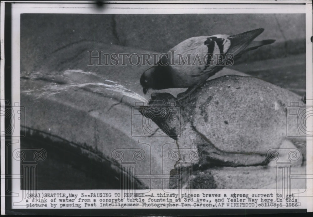 1956 Press Photo Thirsty pigeon gets a drink of water from a concrete turtle - Historic Images