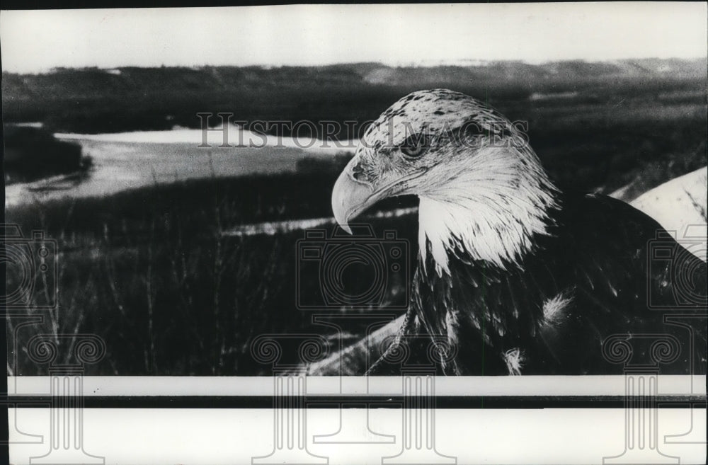 1971 Press Photo A Bald Eagle looking over the river - Historic Images