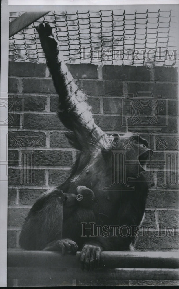 1964 Press Photo Suzie, a chimpanzee and her baby at the Greater Los Angeles Zoo - Historic Images