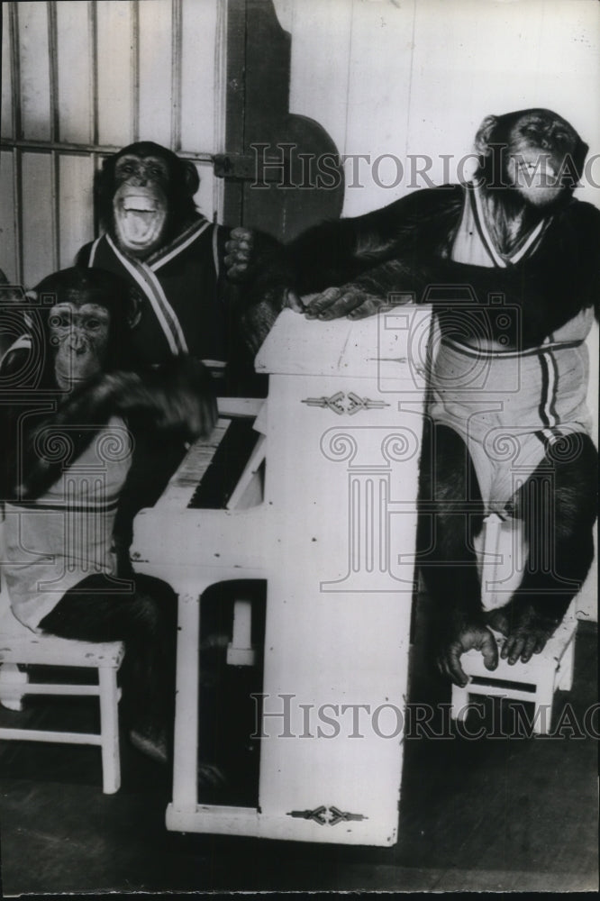 1941 Press Photo St. Louis Zoo&#39;s chimpanzees&#39; Jitter, Rudy and Jimmy in a duet - Historic Images
