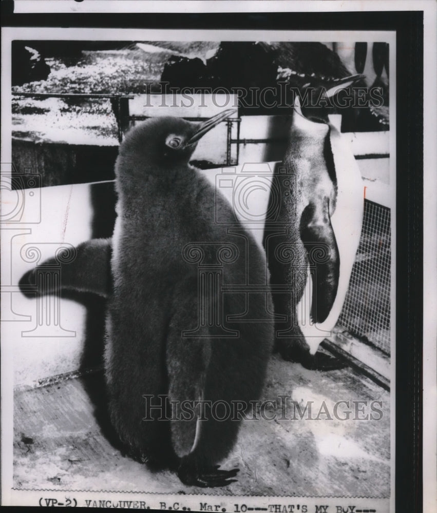 1963 Press Photo Stanley Park&#39;s 9-month old Emperor penguin Chico with father - Historic Images