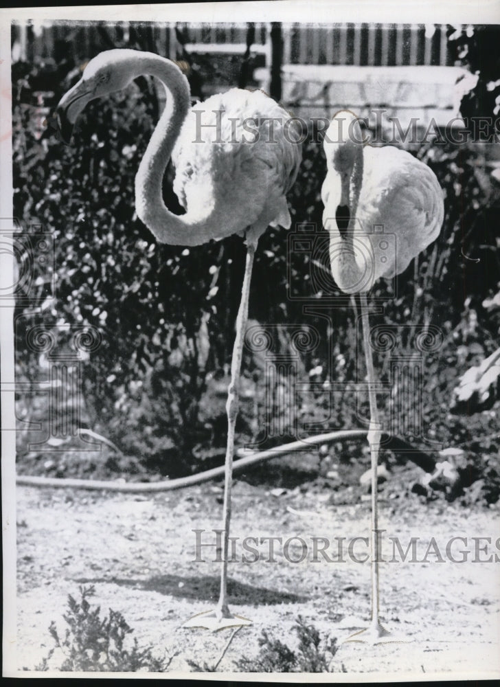 1960 Flamingos at the Tokyo Zoo taking in some sunbathing - Historic Images