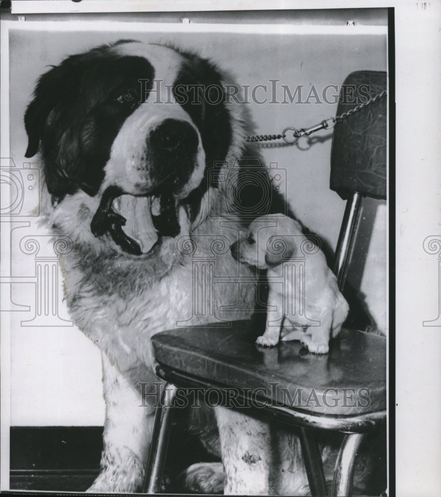 1961 Press Photo A St. Bernard Slobbers on a Young Pup - Historic Images