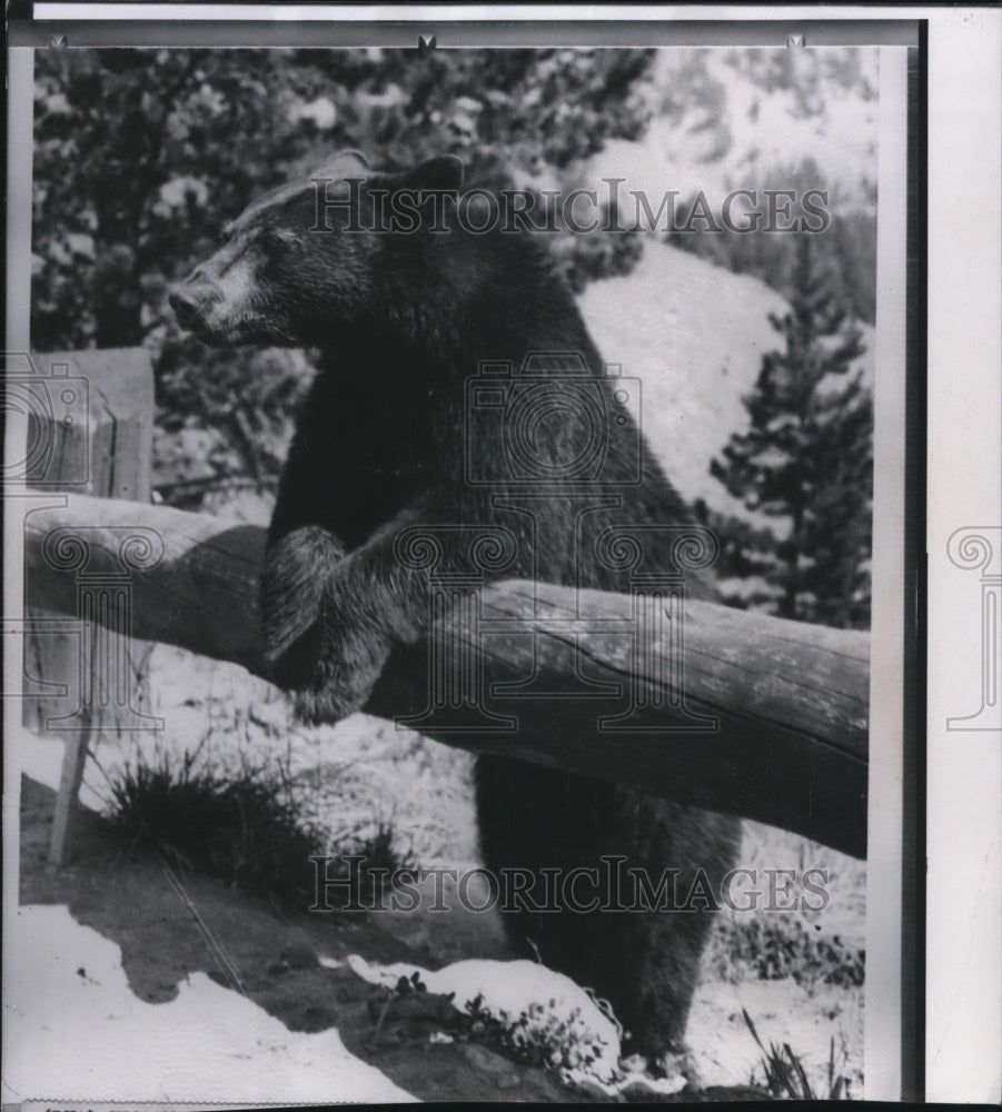 1962 Press Photo A black bear enjoys the sunshine while leaning on a guard rail - Historic Images