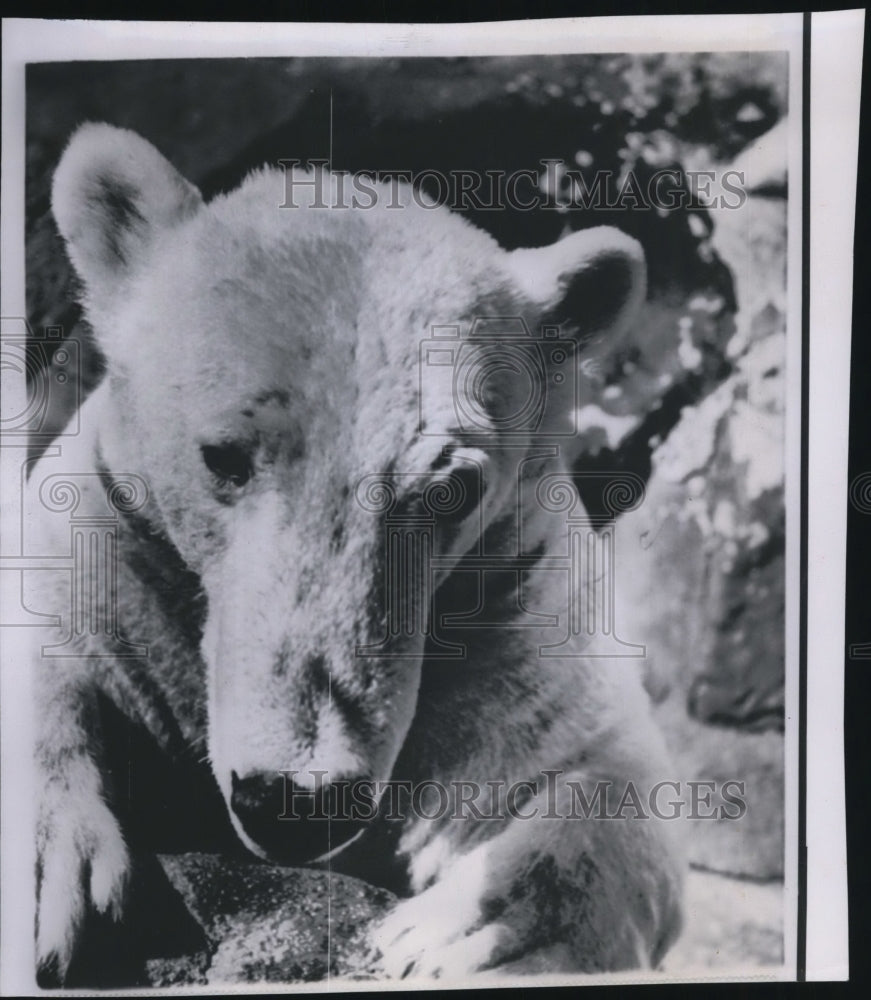 1963 Press Photo Snowstar, bear from Washington National Zoo  posed for a photo - Historic Images