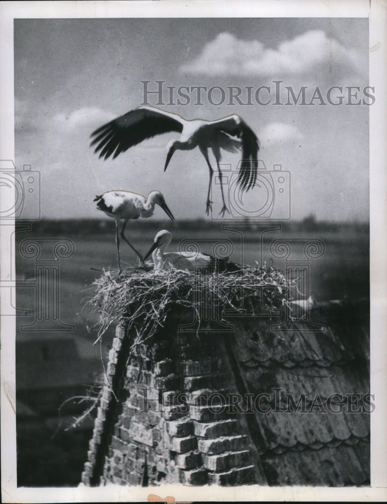 1958 Press Photo Three storks cavort about their nest atop a chimney - Historic Images