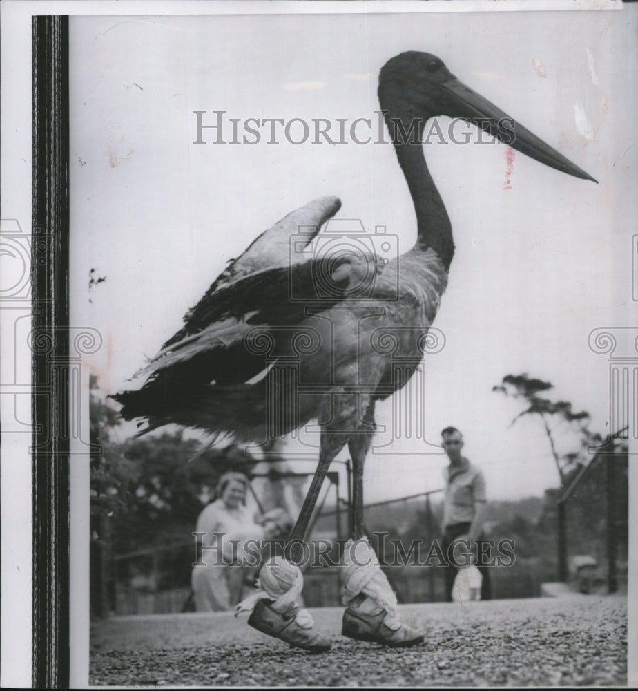 1960 Press Photo A stork wearing baby boots after its surgery at Chessington zoo - Historic Images