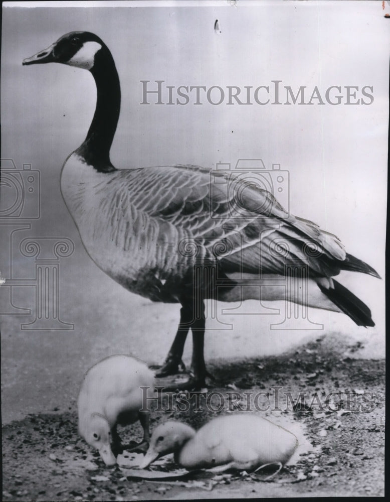 1956 Press Photo Canadian honker stands guard over Easter ducklings near lake - Historic Images