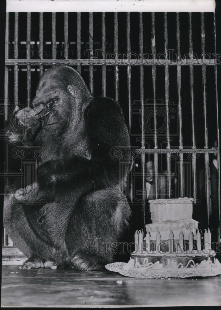 Press Photo Bushman, a gorilla, with its cake - Historic Images