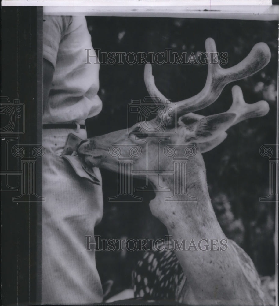 1958 Press Photo A deer smells the jeans back pocket of a man - Historic Images