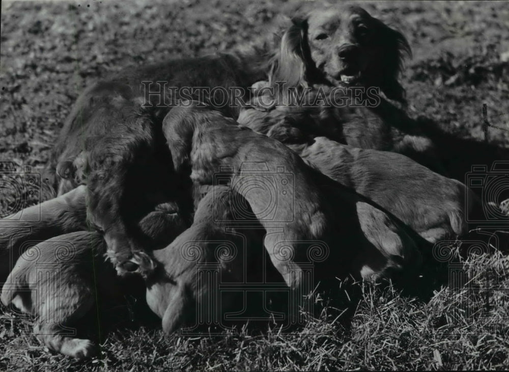 1940 Press Photo Animals Dog Spaniels - spx04734-Historic Images