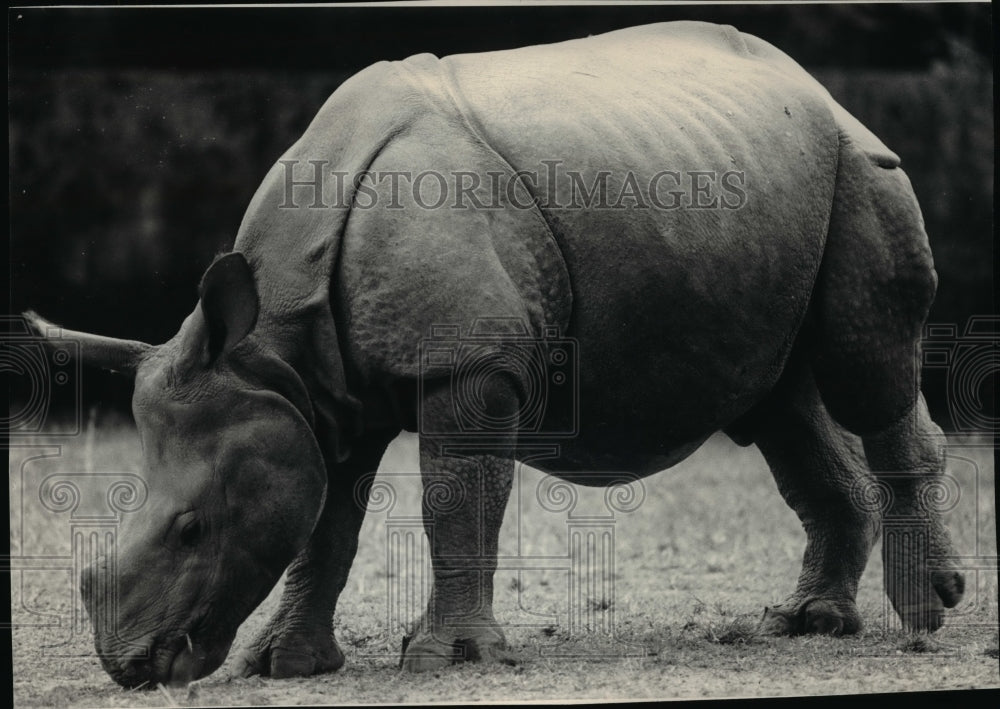 1986 One-horned Indian Rhino in Kaziranga National Park India-Historic Images