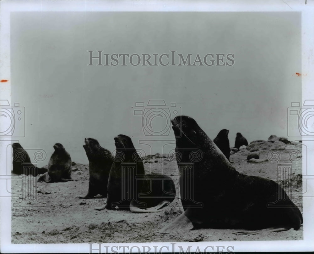 1989 Press Photo Fur Seal from Don Cooper&#39;s Inside Passage and Aleutian Islands-Historic Images