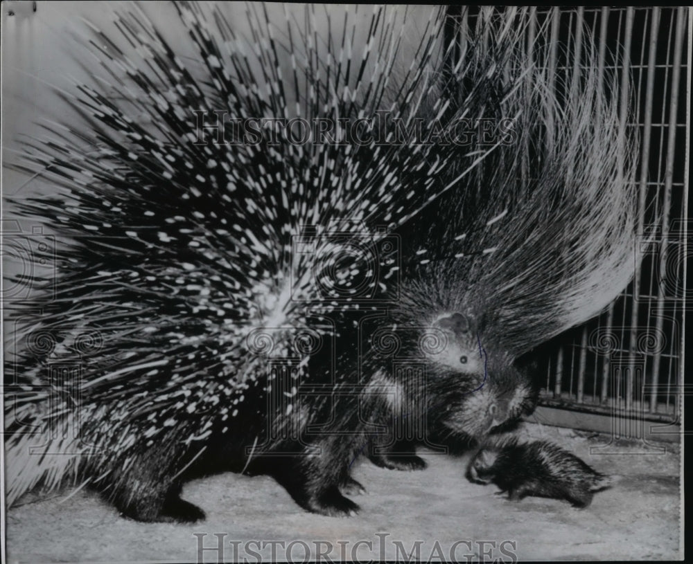 1958 Porcupine  - Historic Images
