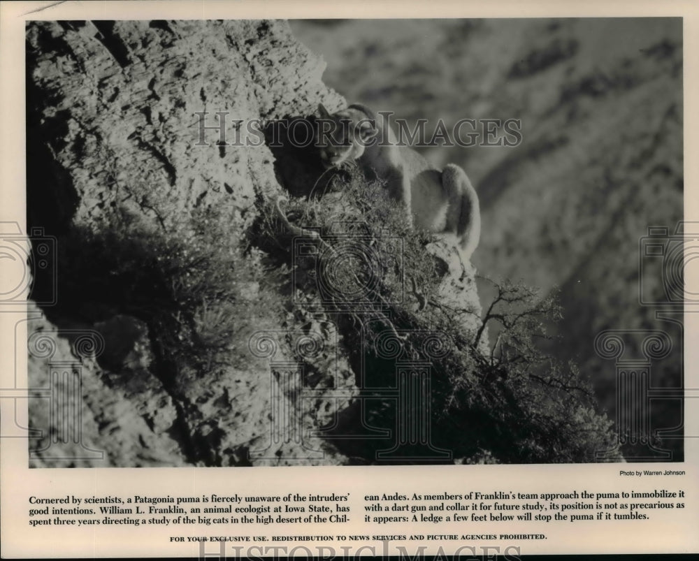 1990 Press Photo Patagonia puma unaware of intruders&#39; good intentions-Historic Images
