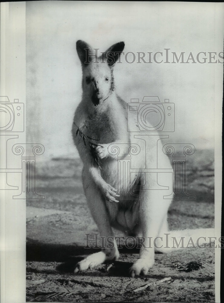 Wallaby Kangaroo  - Historic Images