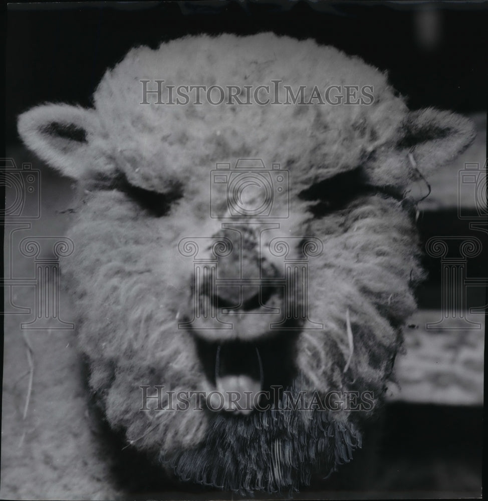 1957 Press Photo Fleecy lamb at Junior Livestock show at Old Union stockyards-Historic Images