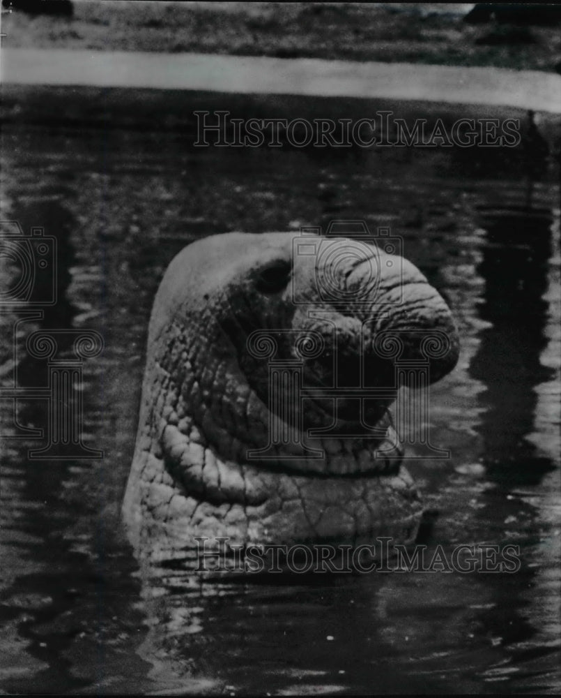 1958 Giant sea elephant Moby Dick at St. Louis zoo - Historic Images