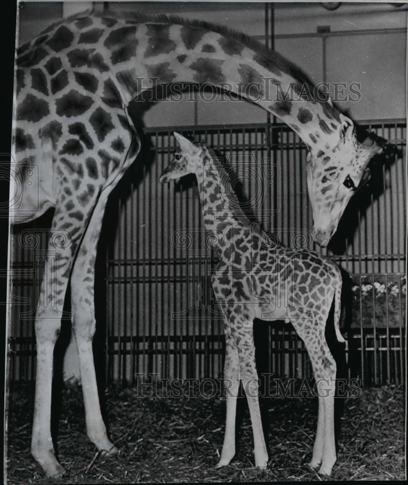 1958 Baby a female giraffe in Vincennes zoo Paris and son Junior - Historic Images