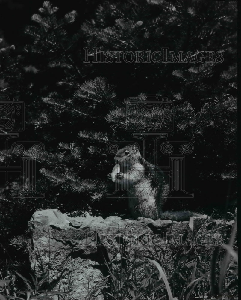 1956 Animal Squirrels - Historic Images