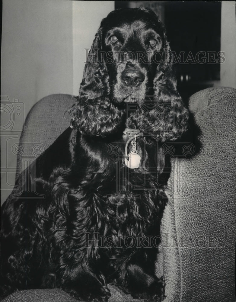 1963 Sir Ralph and English Cocker Spaniel host at birthday party - Historic Images