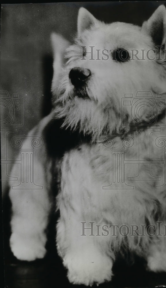 1942 Animal Highland Terrier Dog  - Historic Images