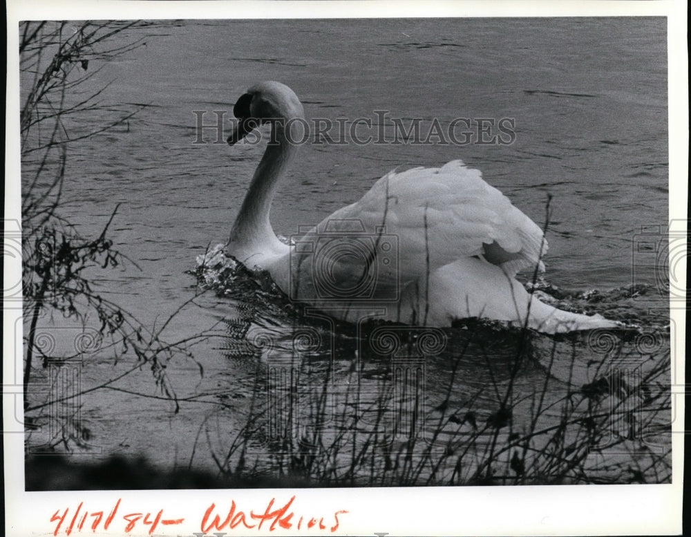 1984 Wild Swan  - Historic Images