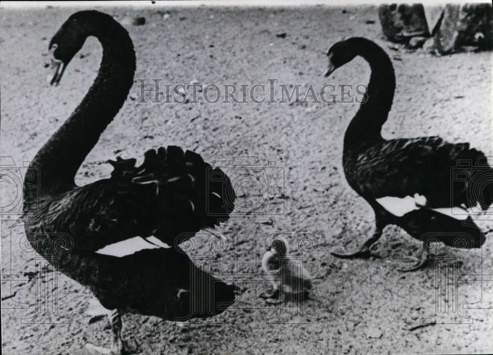 1940 Press Photo Black Swans of Australia - spx06014-Historic Images