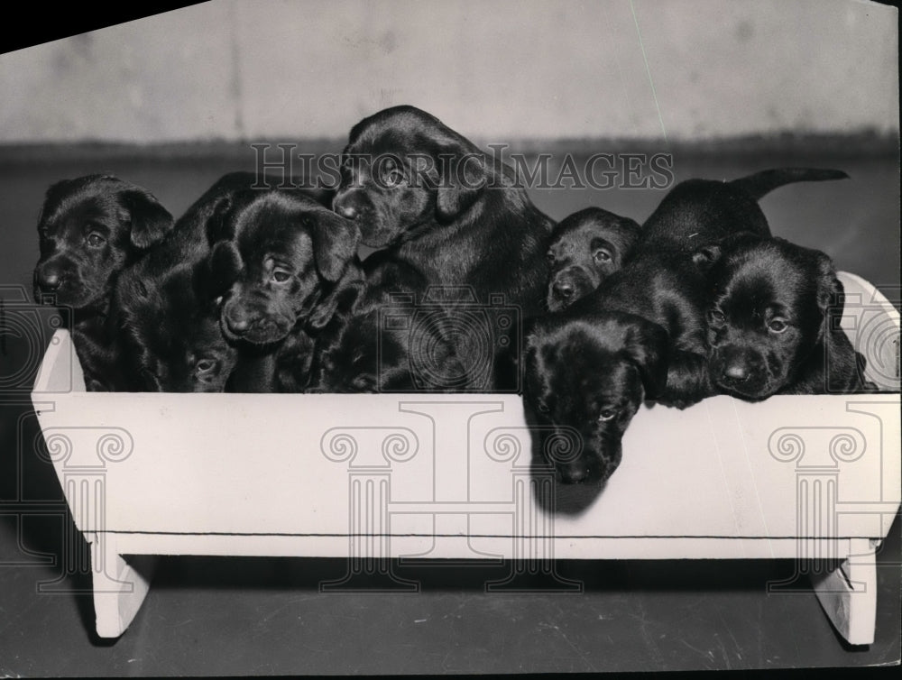 1955 Press Photo Retriever dogs-Historic Images