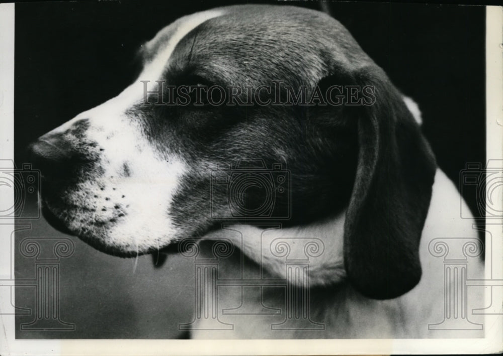 1939 Santa the Best Beagle at Victorian Kennel Club at Flemingtn-Historic Images