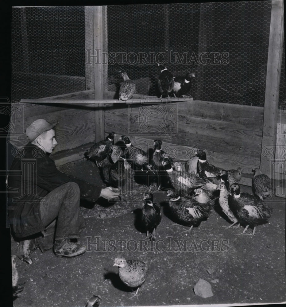 1958 Ben C Chester Jr makes a quick inspection of a pheasant brood - Historic Images